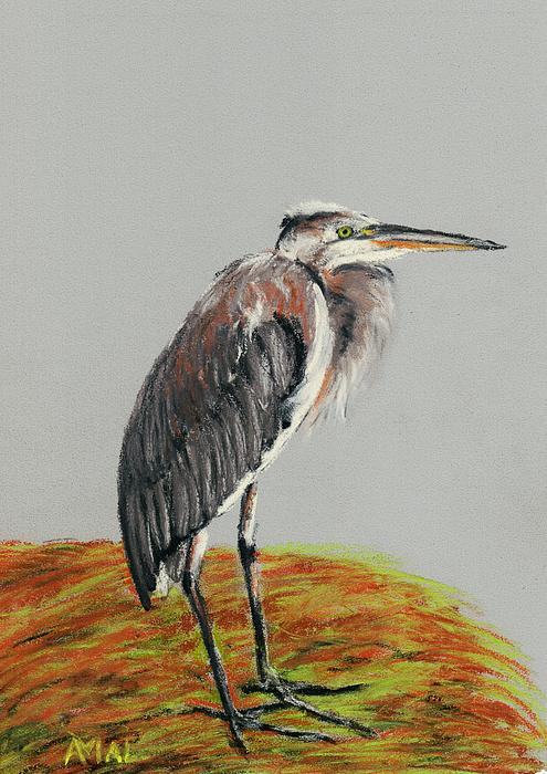 Heron