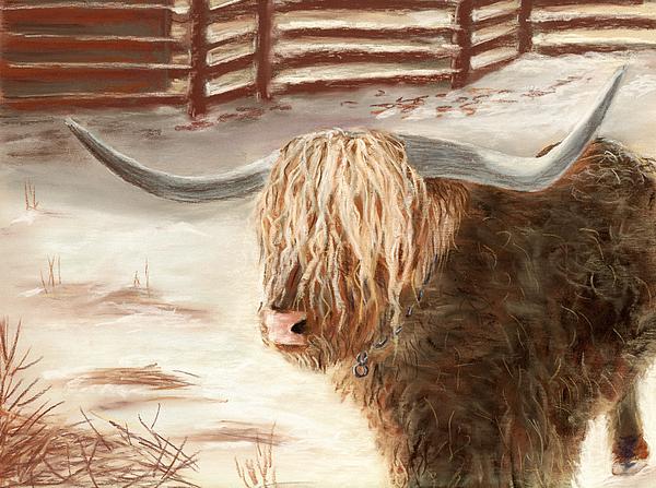 Highland Bull