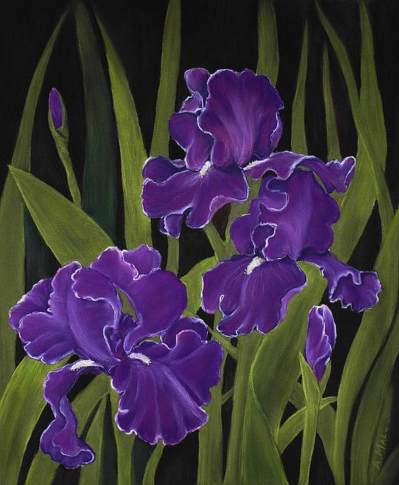 Irises