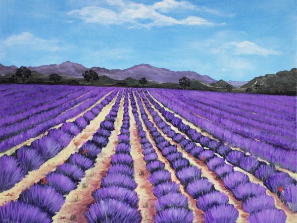 Lavender Field in Provence