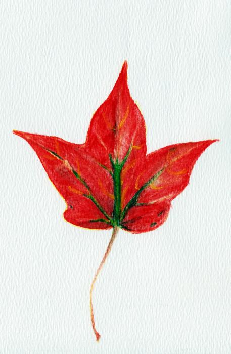 Maple Leaf