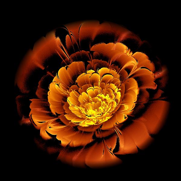 Orange Flower 