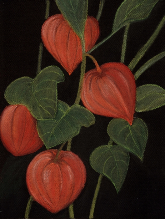 Physalis