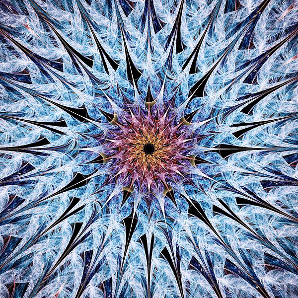 Sea Urchin