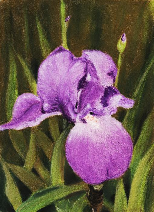 Single Iris