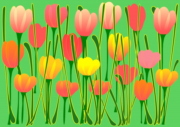 Tulips