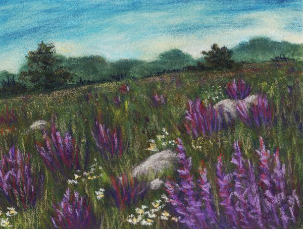 Wild Flower Field