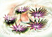 Water Lilies