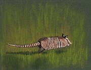 Armadillo Run