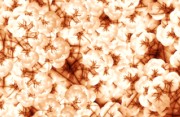 Cotton