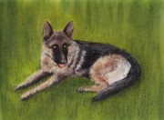 German Shepherd