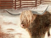 Highland Bull