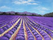 Lavender Field in Provence