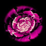 Pink Flower