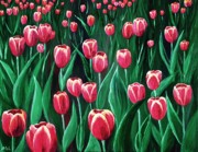 Pink Tulip Field