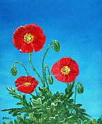 Poppies on Blue