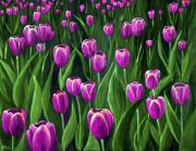 Purple Tulip Field