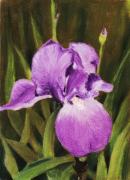 Single Iris