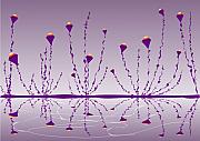 Soul Flowers