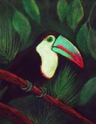 Toucan