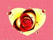 Valentine Rose