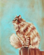 Watch Cat