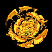 Yellow Flower